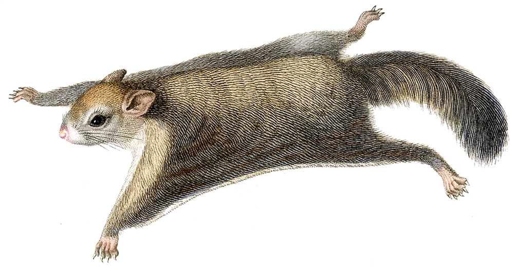 flying squirrel monsters homebrew d d beyond