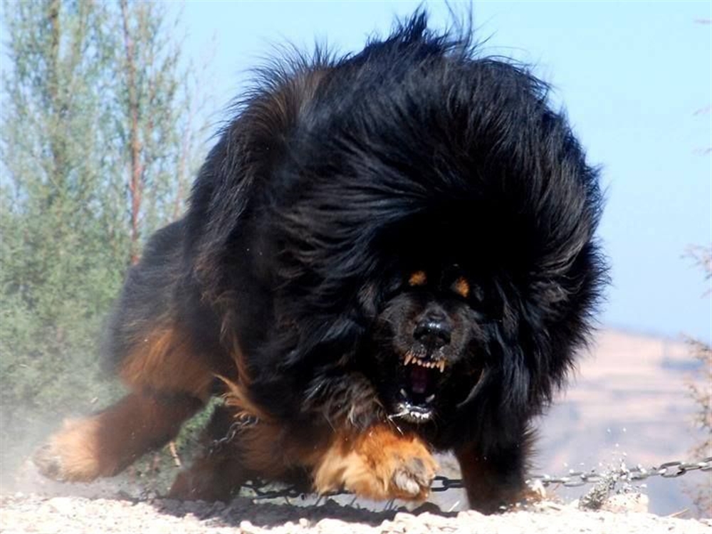 d&d mastiff d&d mastiff