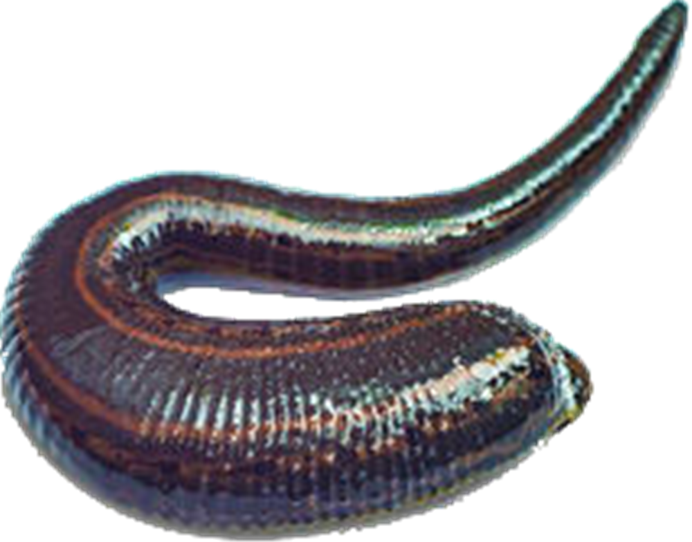 leech monsters homebrew d d beyond